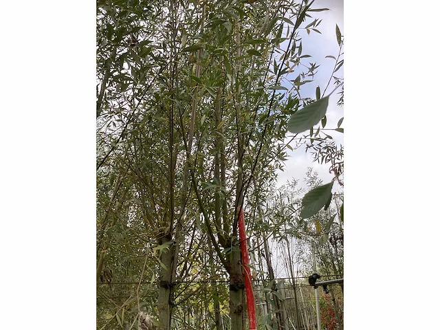 Knotwilg - sierboom (2x) - afbeelding 3 van  3