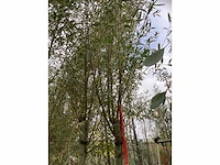 Knotwilg - sierboom (2x) - afbeelding 3 van  3