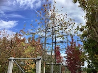 Koningslinde - leiboom (3x) - afbeelding 1 van  3