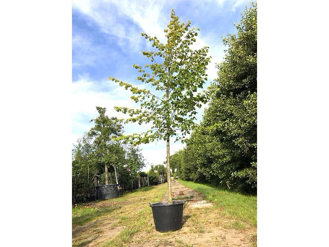 Koningslinde tilia 'pallida', ca. 5 m hoog - afbeelding 1 van  1