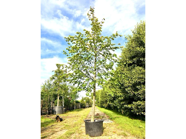 Koningslinde tilia 'pallida', ca. 5 m hoog - afbeelding 1 van  1