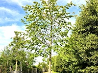 Koningslinde tilia 'pallida', ca. 5 m hoog - afbeelding 1 van  1
