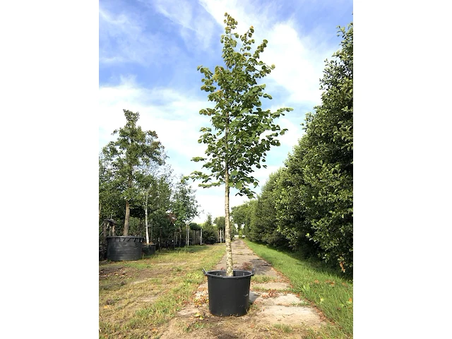 Koningslinde tilia 'pallida', ca. 5 m hoog - afbeelding 1 van  1