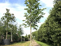 Koningslinde tilia 'pallida', ca. 5 m hoog - afbeelding 1 van  1