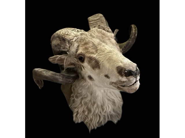 Kop ram bouwjaar 20e eeuw, taxidermie - afbeelding 1 van  1