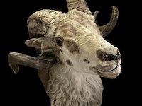 Kop ram bouwjaar 20e eeuw, taxidermie - afbeelding 1 van  1
