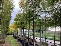 Krentenboom - laanboom - afbeelding 1 van  4
