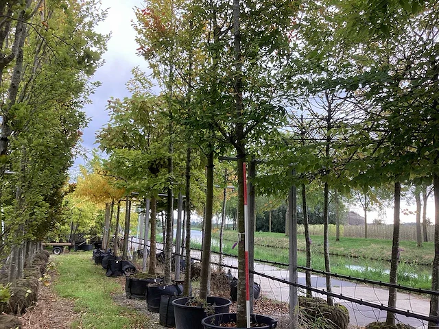 Krentenboom - sierboom (2x) - afbeelding 1 van  4