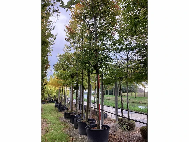 Krentenboom - sierboom (2x) - afbeelding 2 van  4