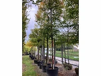 Krentenboom - sierboom (2x) - afbeelding 2 van  4