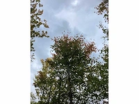 Krentenboom - sierboom (2x) - afbeelding 3 van  4