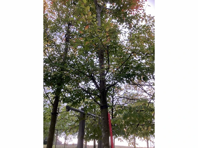 Krentenboom - sierboom (2x) - afbeelding 4 van  4