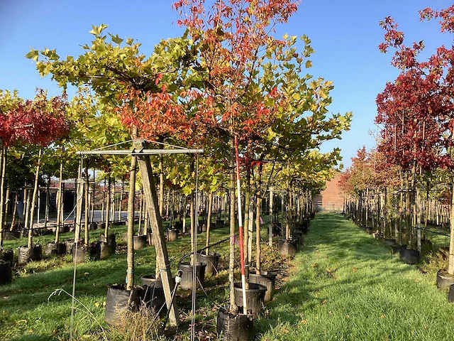 Krentenboom - sierboom - afbeelding 1 van  3