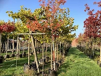 Krentenboom - sierboom - afbeelding 1 van  3