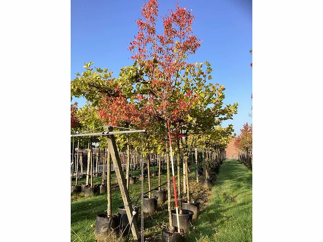 Krentenboom - sierboom - afbeelding 2 van  3
