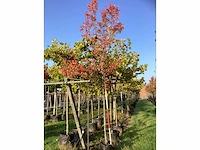 Krentenboom - sierboom - afbeelding 2 van  3
