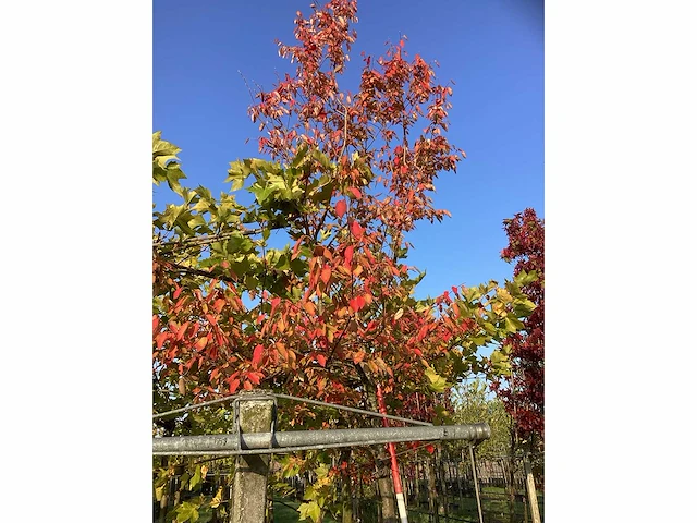 Krentenboom - sierboom - afbeelding 3 van  3