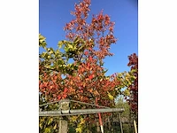 Krentenboom - sierboom - afbeelding 3 van  3
