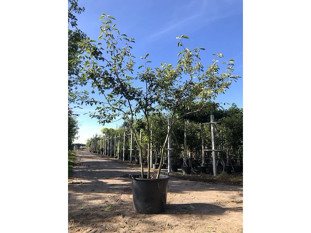 Krentenboompje amelanchier lamarckii, meerstammig, witte bloesem, ca. 250 cm hoog - afbeelding 1 van  2