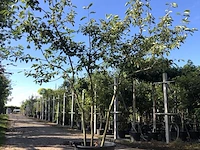 Krentenboompje amelanchier lamarckii, meerstammig, witte bloesem, ca. 250 cm hoog - afbeelding 1 van  2