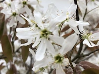 Krentenboompje amelanchier lamarckii, meerstammig, witte bloesem, ca. 250 cm hoog - afbeelding 2 van  2