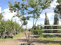 Krentenboompje amelanchier lamarckii, meerstammig, witte bloesem, ca. 350 cm hoog - afbeelding 1 van  2