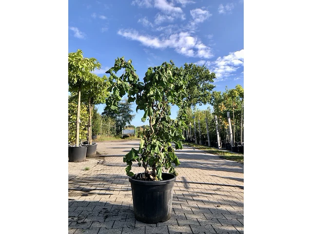 Kronkelhazelaar corylus 'contorta', sierheester, vruchtdragend, ca. 175 cm hoog - afbeelding 1 van  2