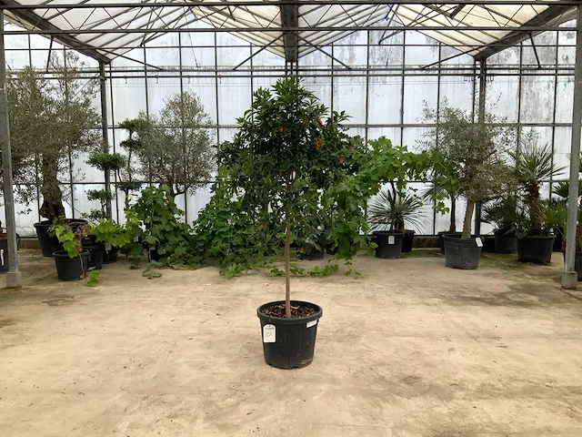 Kumquat (citrus fortunella margarita) - afbeelding 1 van  1
