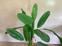 Kunst banaanplant 160 cm - afbeelding 5 van  6