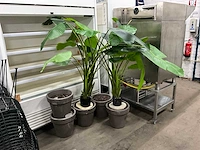 Kunst bananenplant in pot (2x) - afbeelding 1 van  7