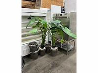 Kunst bananenplant in pot (2x) - afbeelding 2 van  7