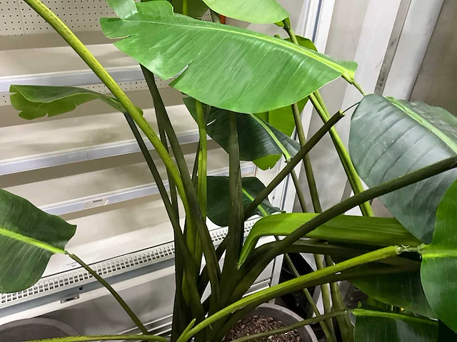 Kunst bananenplant in pot (2x) - afbeelding 4 van  7