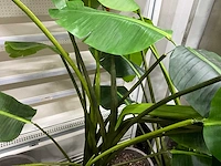 Kunst bananenplant in pot (2x) - afbeelding 4 van  7