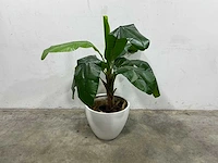 Kunst bananenplant met pot - afbeelding 1 van  3