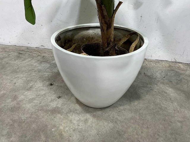 Kunst bananenplant met pot - afbeelding 3 van  3