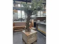 Kunst olijfboom 320cm - afbeelding 3 van  5
