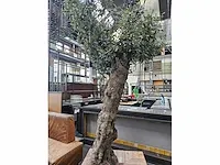 Kunst olijfboom 320cm - afbeelding 5 van  5