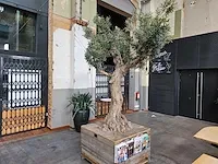Kunst olijfboom 340cm