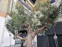 Kunst olijfboom 340cm - afbeelding 4 van  7