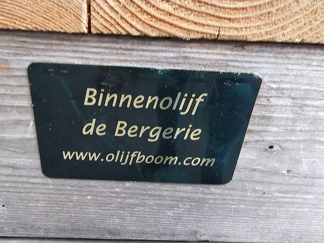 Kunst olijfboom 340cm - afbeelding 5 van  7