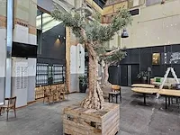 Kunst olijfboom 340cm