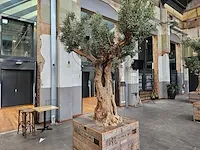 Kunst olijfboom 340cm