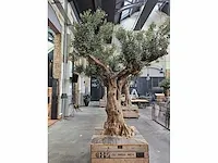 Kunst olijfboom 340cm - afbeelding 5 van  5