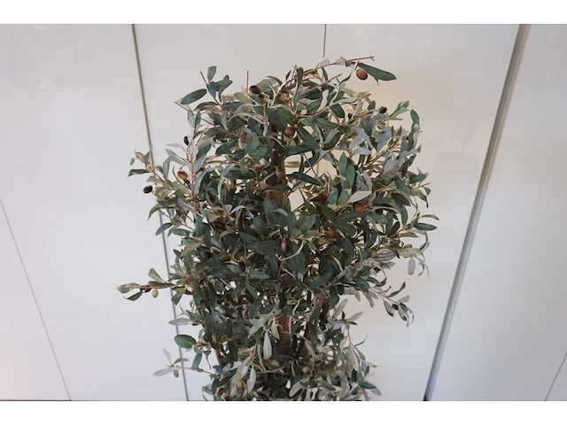Kunst olijfboom - afbeelding 2 van  4