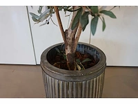 Kunst olijfboom - afbeelding 4 van  4