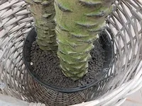 Kunst palmboom in pot - afbeelding 3 van  12