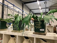 Kunstlanten met pot (8x) - afbeelding 2 van  4