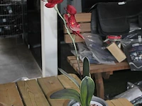 Kunstorchidee in pot. - afbeelding 2 van  2