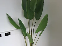 Kunstpalm met hoogte 170 cm. - afbeelding 2 van  2