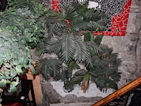 Kunstpalmboom in pot met hoogte 250 cm. - afbeelding 2 van  2